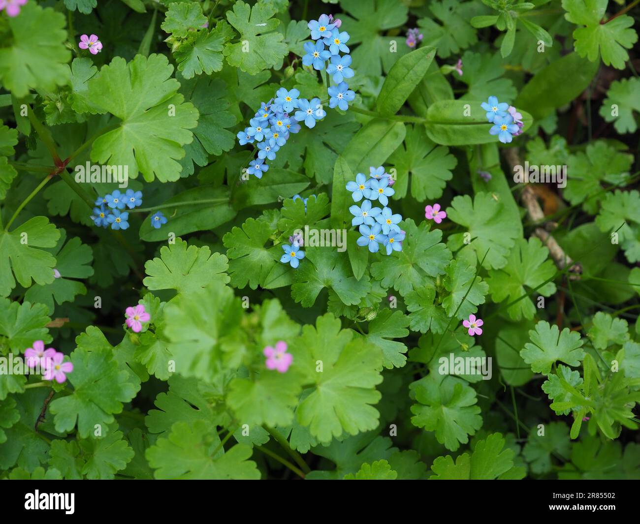 Ein Teppich aus winzigen britischen Wildblumen, darunter blaue Vergessenheit und frisches, grünes Frühlingslaub unter einer Hecke oder in einem Wildnisgarten Stockfoto