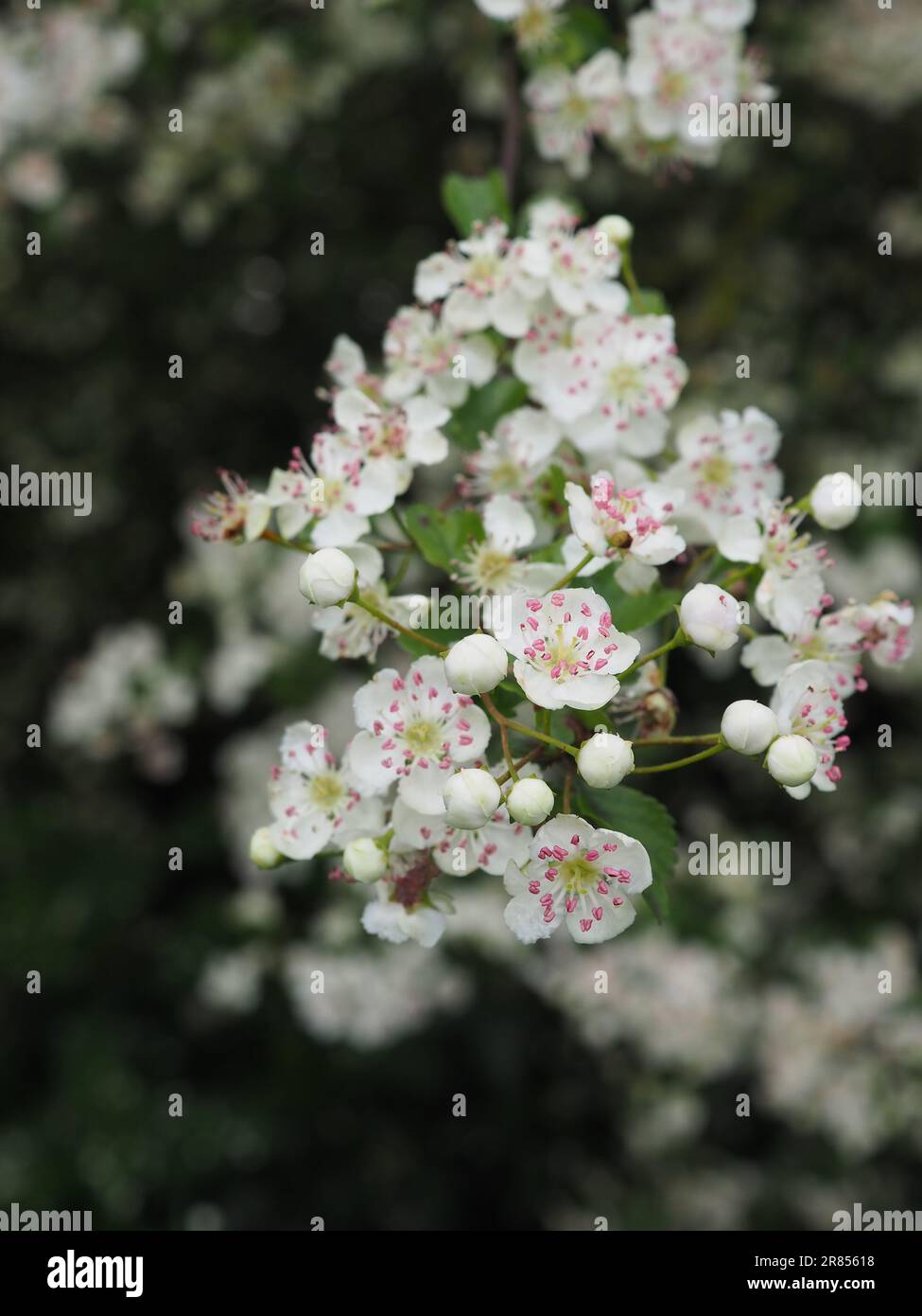 Nahaufnahme der rosa-weißen midland-Weißdornblüte (Crataegus laevigata) in einer britischen Landhecke im Frühjahr Stockfoto