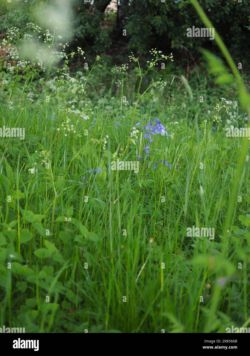 Ein Stück wildes, bewachsenes Gras mit Blauglocken und KuhPetersilie, aus nächster Nähe, auf Augenhöhe, zeigt die natürliche Artenvielfalt und die Vorteile von No Mow May Stockfoto
