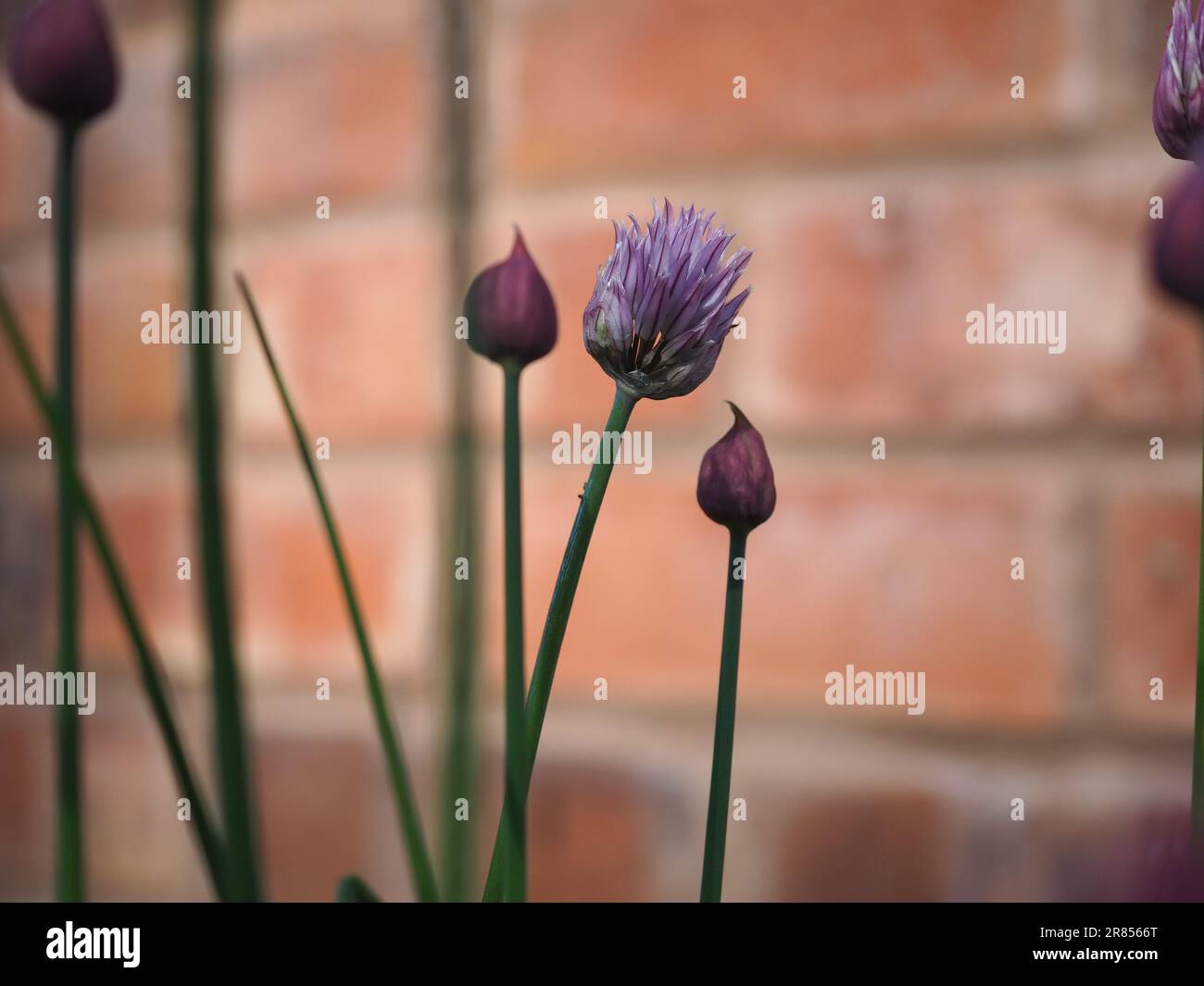 Nahaufnahme von Blütenköpfen und Knospen, die vor einem Backsteinhintergrund in einem britischen Kräutergarten zur Blüte kommen (Allium schoenoprasum) Stockfoto