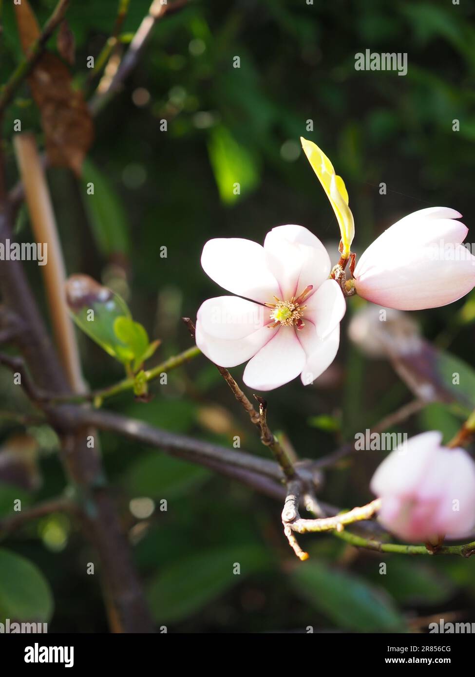 Die kleine, rosa gefärbte Blume des Magnolia 'Fairy Blush' Ziersträuchs in einem Schaft des Sonnenlichts in einem britischen Garten Anfang Mai Stockfoto