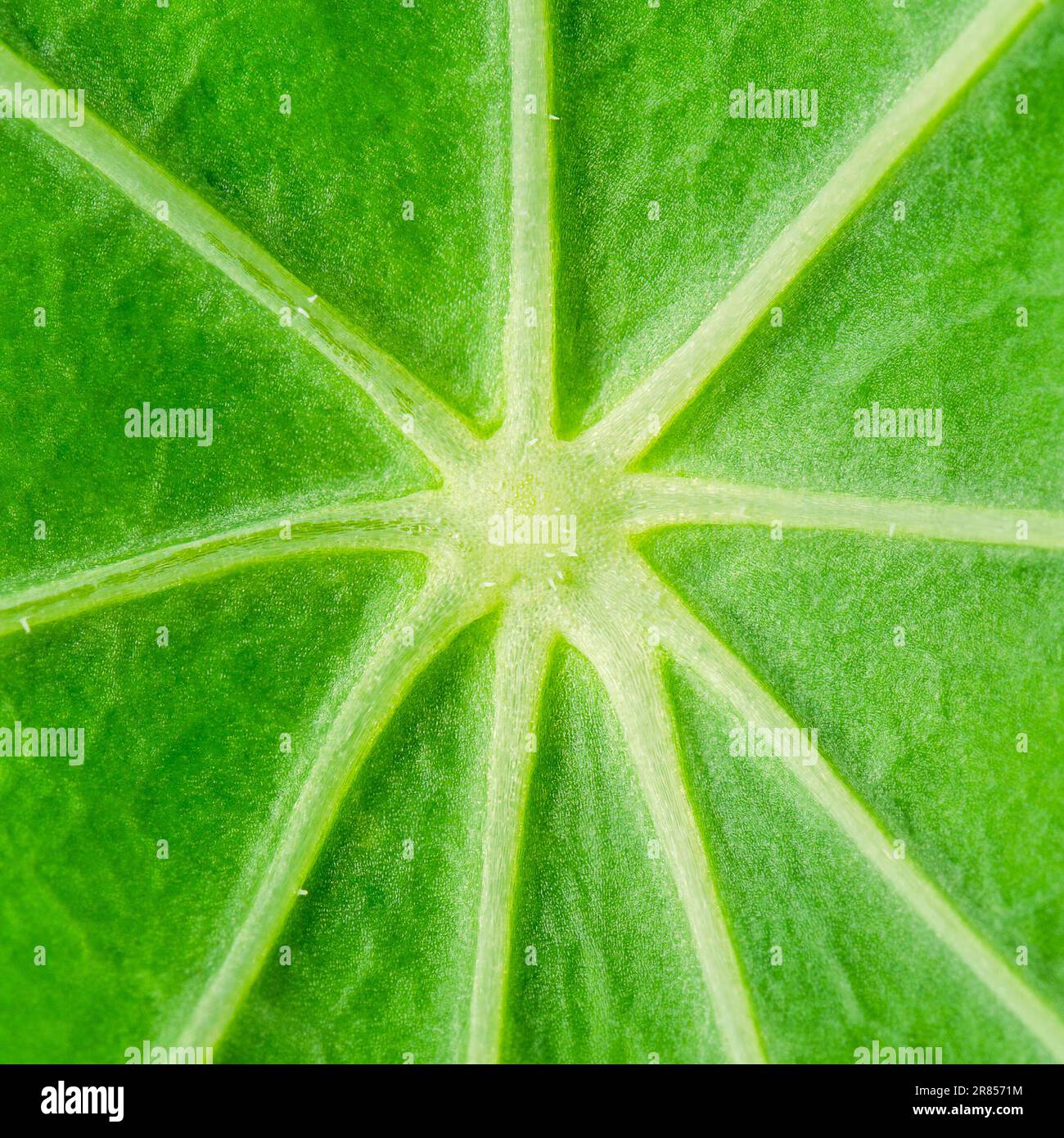 Mitte des Gartenblattes mit intensiver Chlorophyllgrün-Farbe, sternförmig ausbreitenden dicken Blattwänden, Blattzellen und Poren. Stockfoto