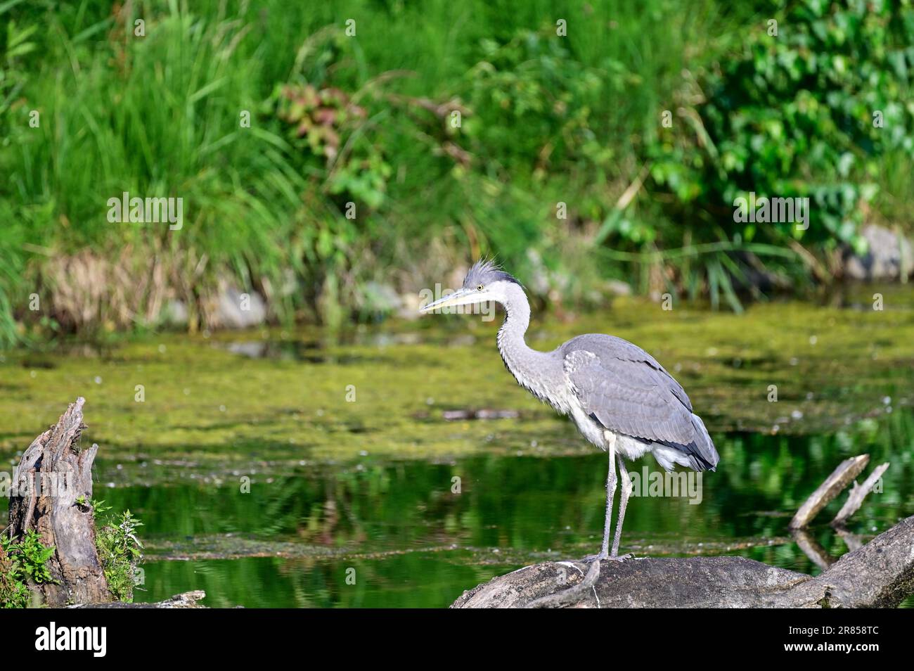 Wien, Österreich. Ein grauer Reiher (Ardea cinerea) steht auf einem Baumstamm im Wasserpark Floridsdorf Stockfoto