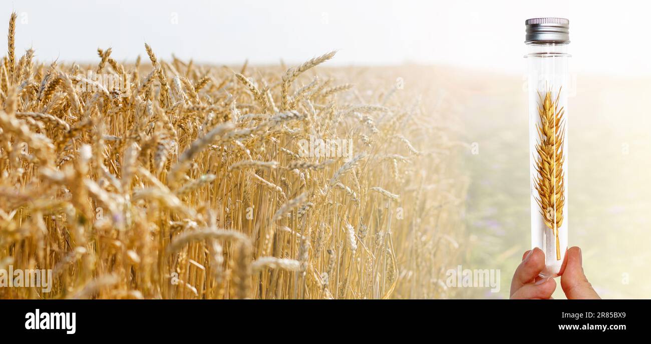 Reagenzgläser mit Weizen auf dem Hintergrund des Weizenfeldes von Hand halten. Stockfoto