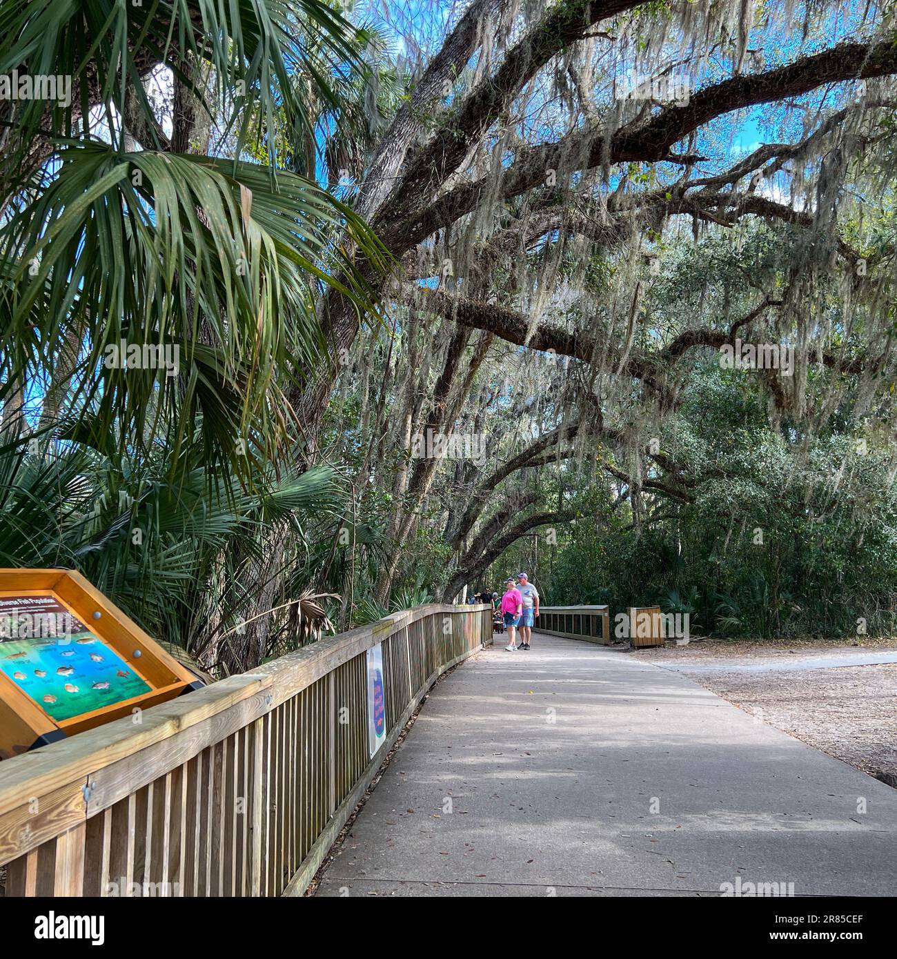 Orange City, FL USA - 4. Februar 2022: Die Promenade am Blue Springs State Park in Orange City, Florida. Stockfoto