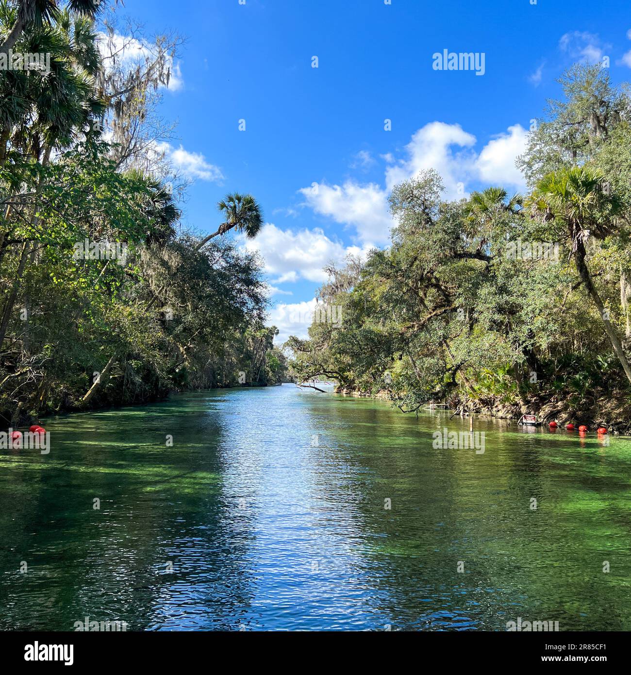 Orange City, FL USA - 4. Februar 2022: Die Quellen im Blue Springs State Park in Orange City, Florida. Stockfoto