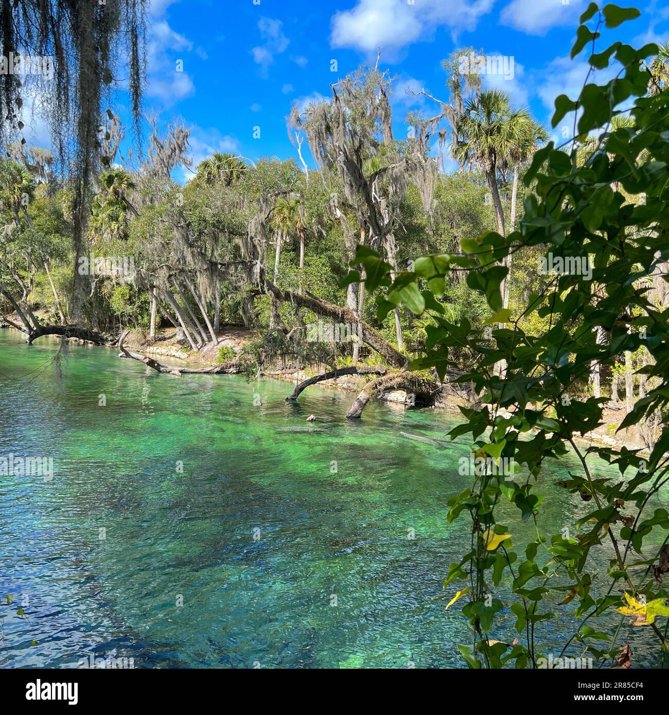Orange City, FL USA - 4. Februar 2022: Die Seekuh an den Quellen im Blue Springs State Park in Orange City, Florida. Stockfoto