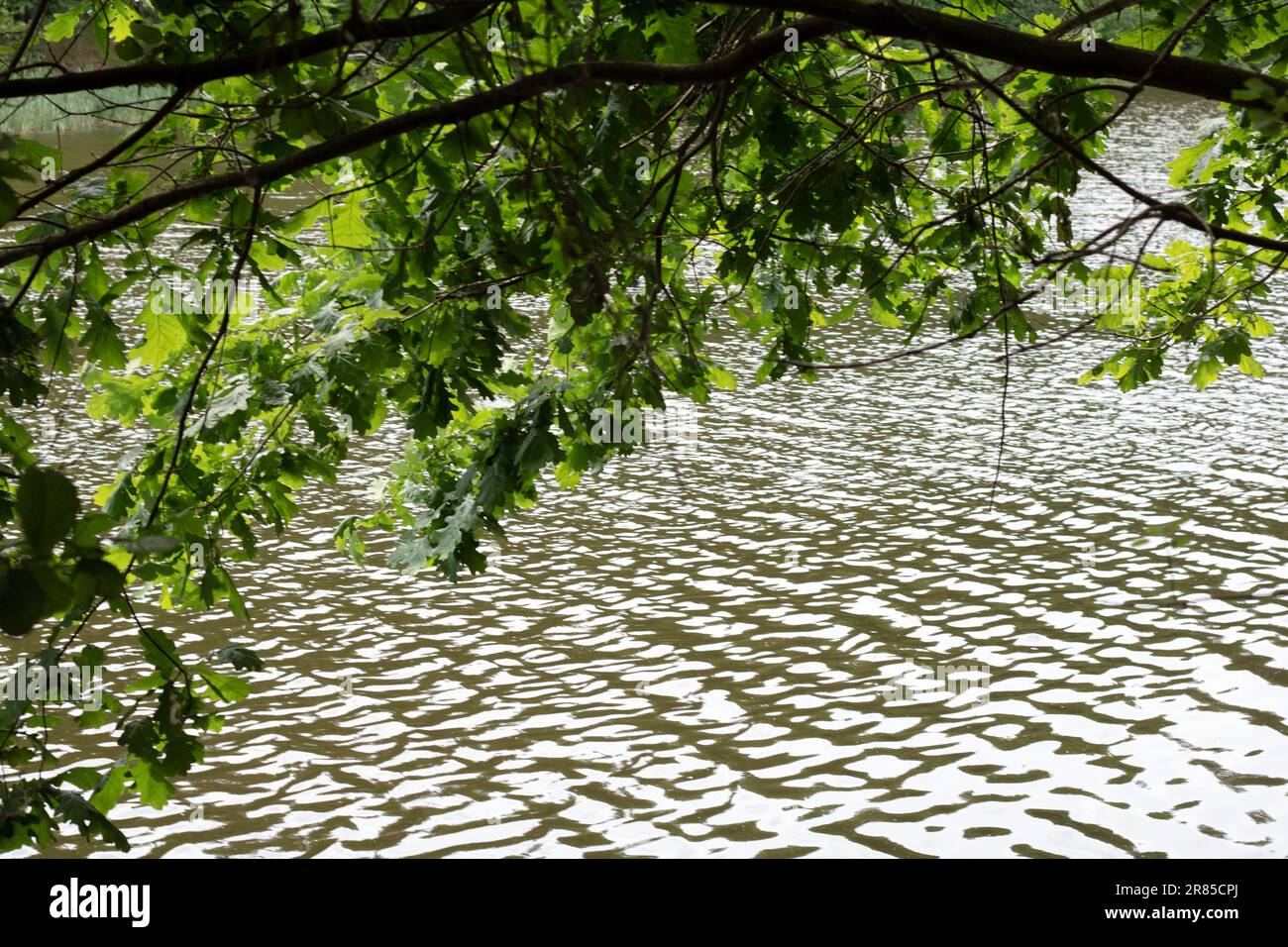 Fotogrüne Blätter auf einem Ast, der über dem Wasser hängt Stockfoto