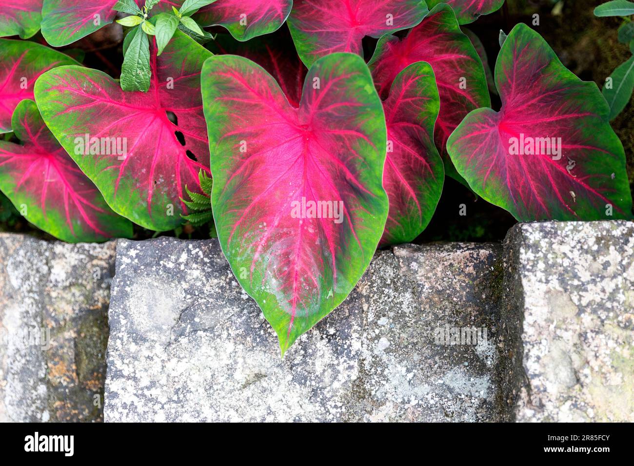 Nahaufnahme der Coleus-Pflanze, Meghalaya, Indien Stockfoto