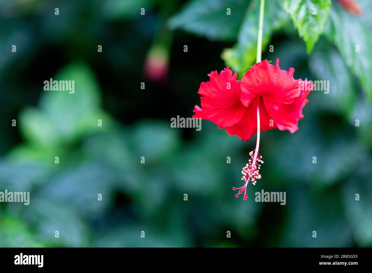 Rote Hibiskusblume mit grünem Hintergrund, Seitenansicht Stockfoto