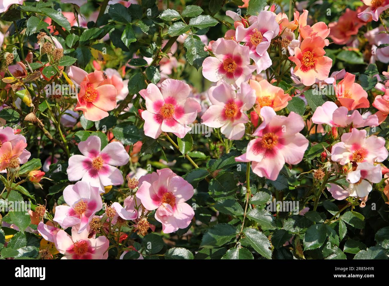 Rosa "nur für deine Augen" in Blume. Stockfoto