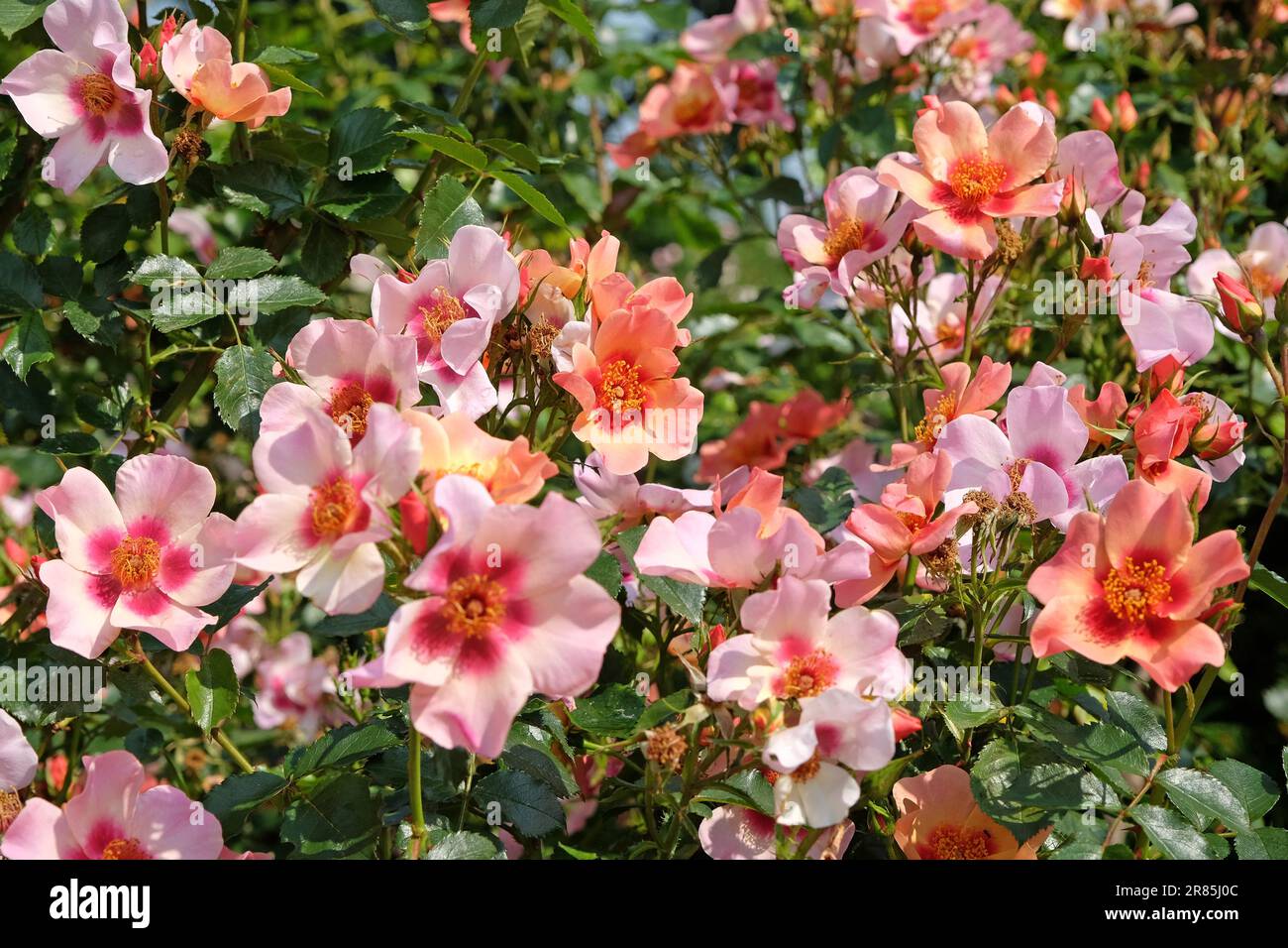 Rosa "nur für deine Augen" in Blume. Stockfoto