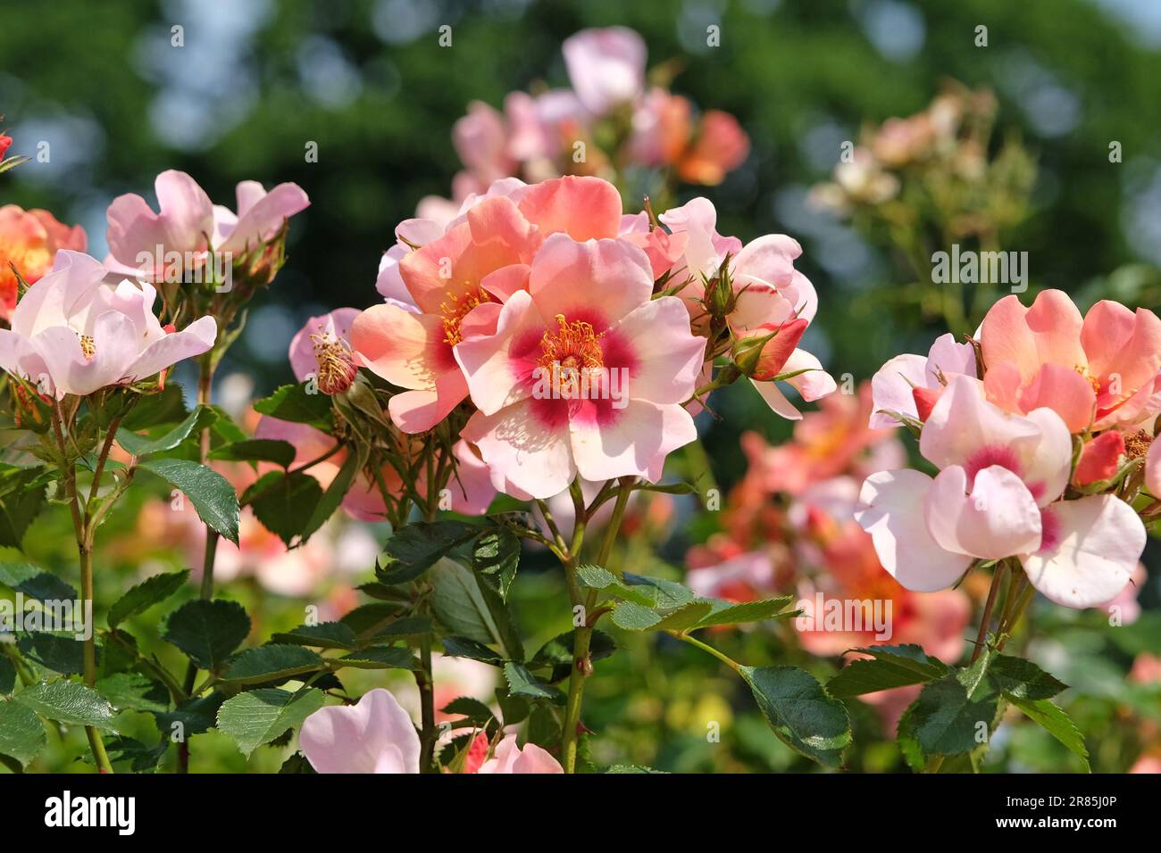 Rosa "nur für deine Augen" in Blume. Stockfoto