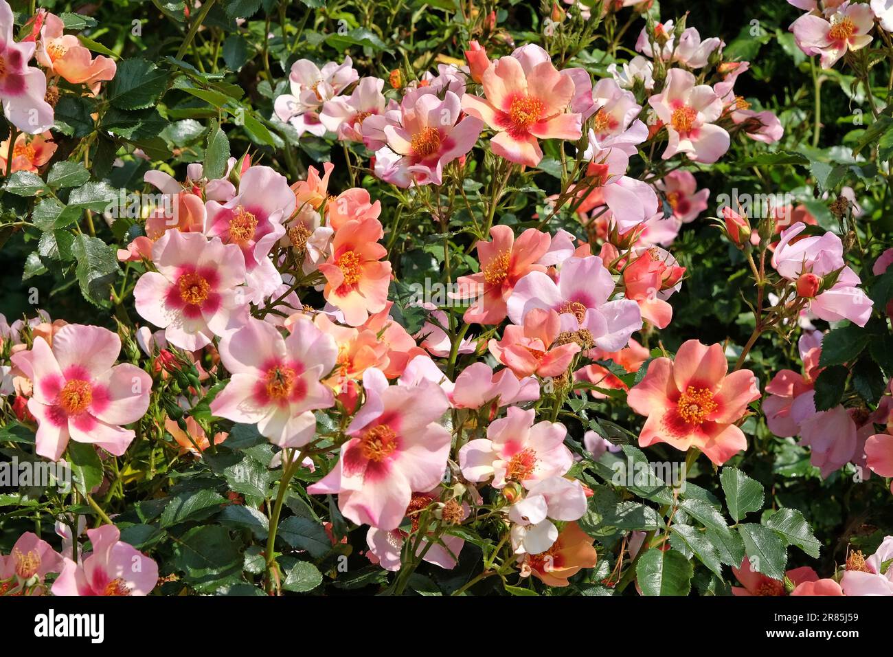 Rosa "nur für deine Augen" in Blume. Stockfoto