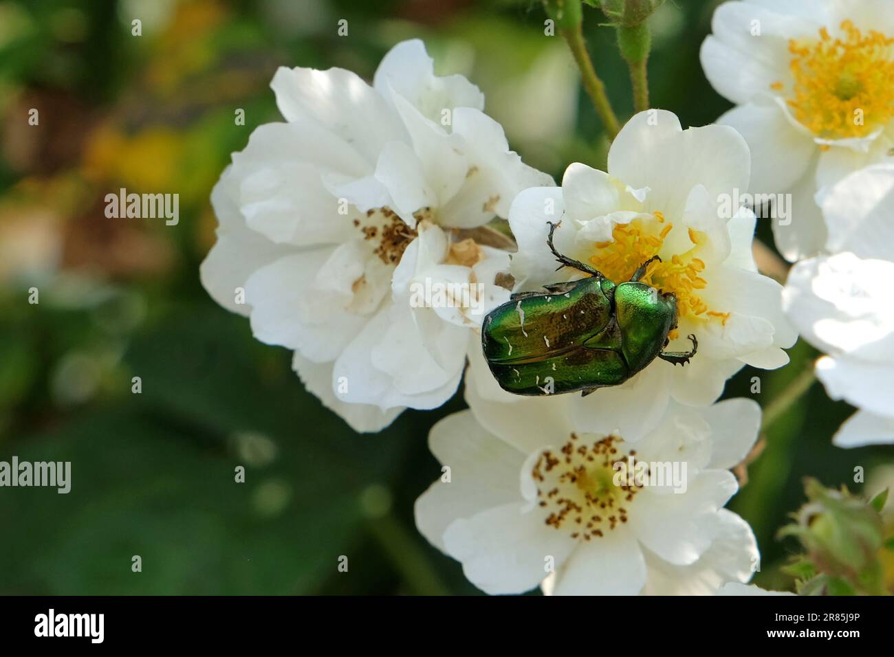 Rose Chafer Beetle saß auf einer weißen, schimmernden Rose. Stockfoto
