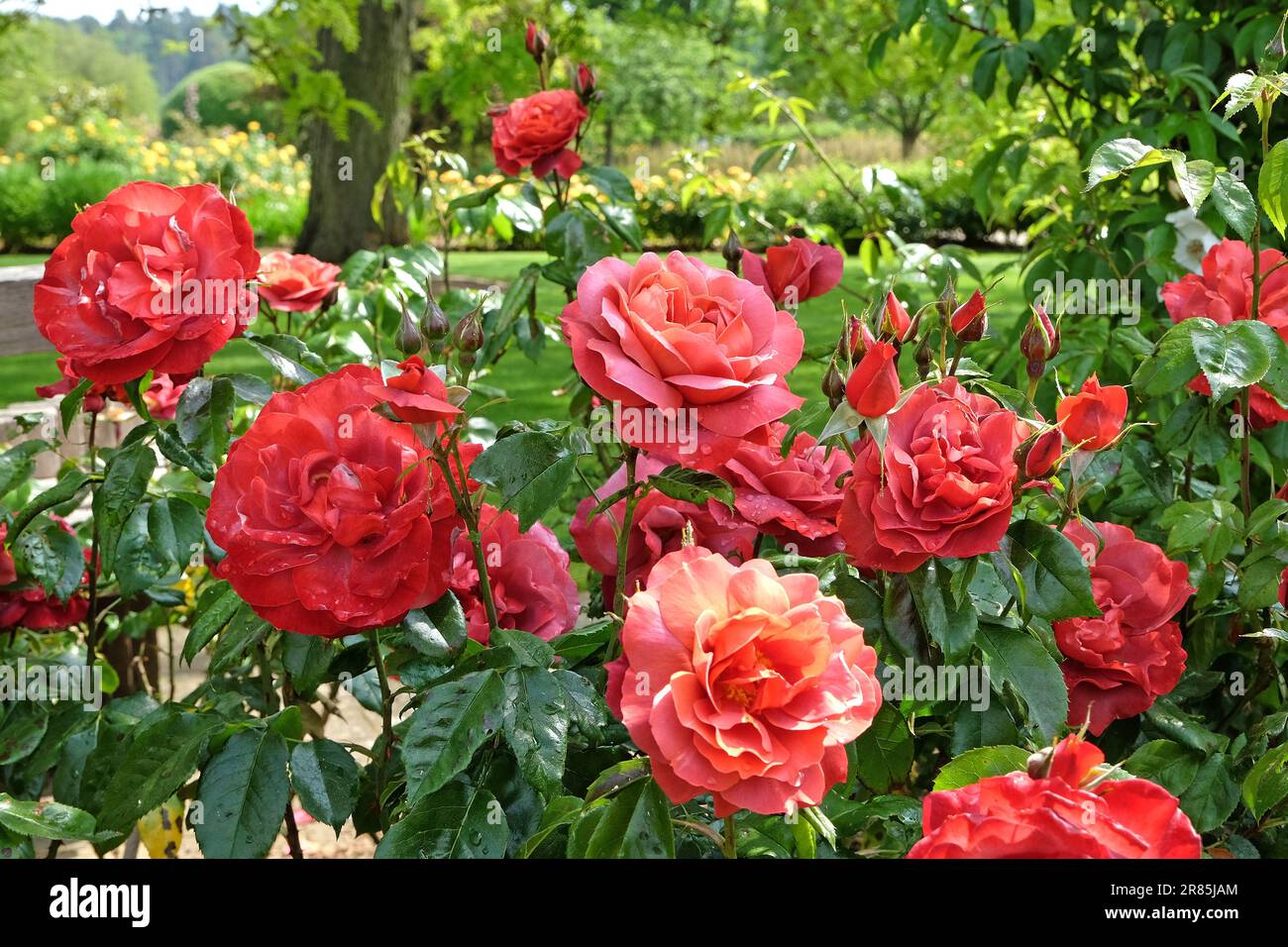 Rosa "heiße Schokolade" in Blume. Stockfoto