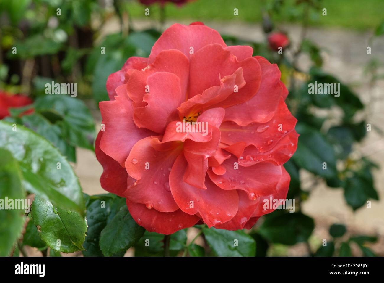 Rosa "heiße Schokolade" in Blume. Stockfoto