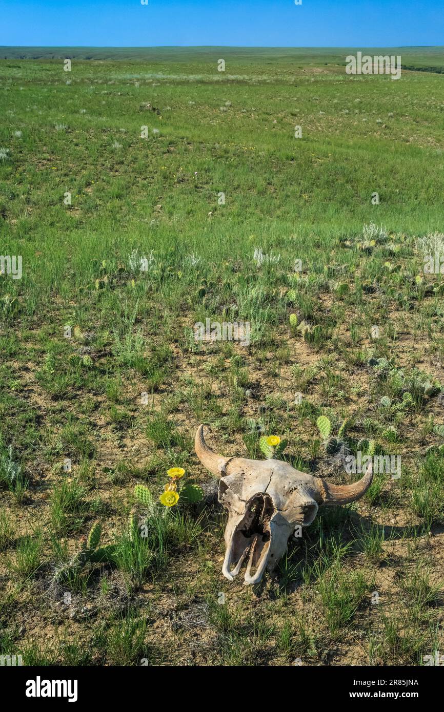 Bisonschädel auf der weiten Prärie in der Nähe von chester, montana Stockfoto