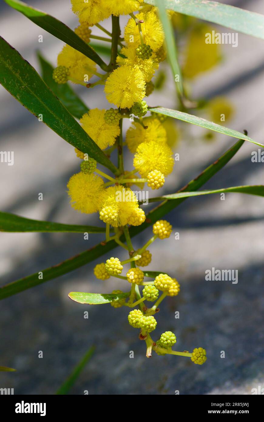 Zweig mit flauschigen gelben blühenden Akazienblüten im Frühling. Stockfoto