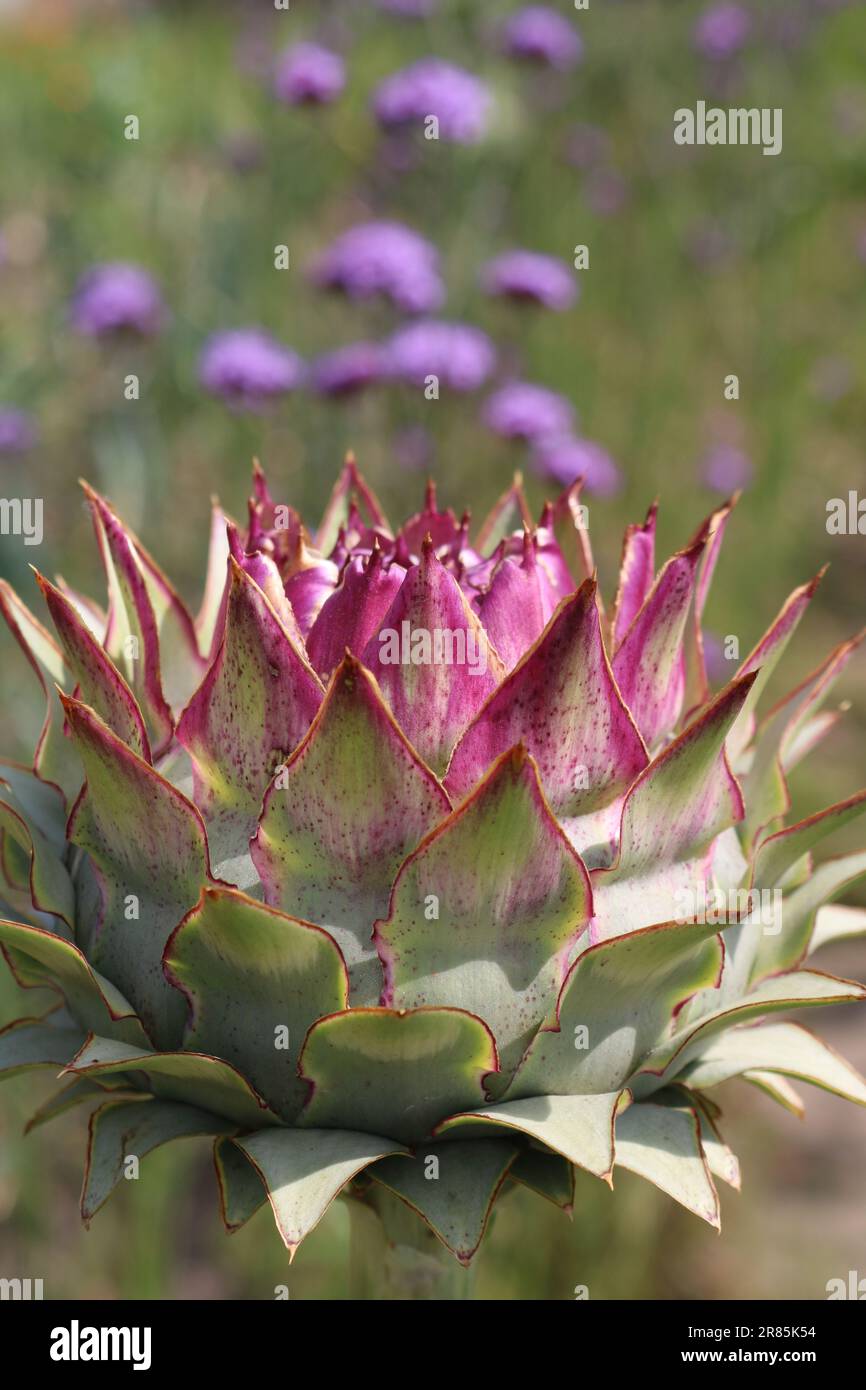 Verengung des Artischockenkopfes mit Verbena-Blüten im Hintergrund bei einer Zuteilung Stockfoto