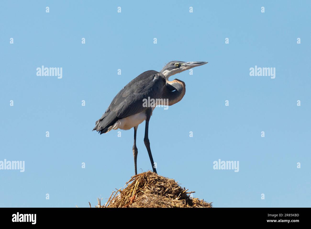 Unreifer Schwarzkopfreiher (Ardea melanocephala), Velddrif, Westküste, Westkap, Südafrika Stockfoto