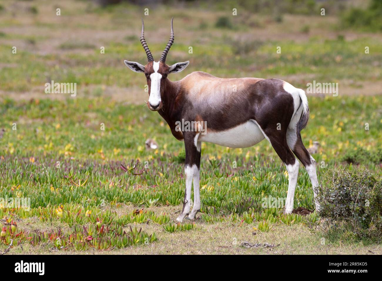 Bontebok (Damaliscus pygargus pygargus) Westkap, Südafrika Stockfoto