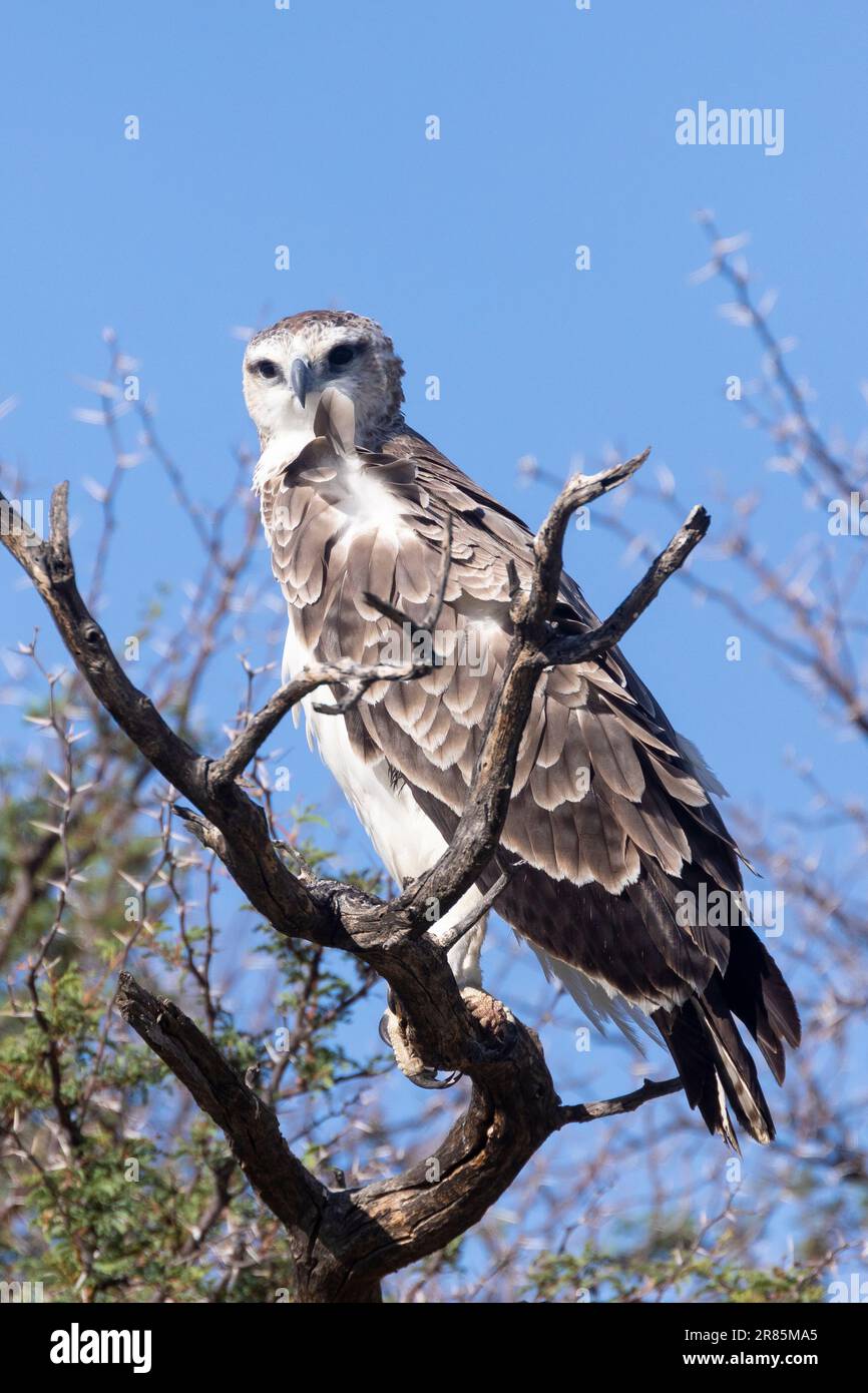 Juvenile Martial Eagle (Polemaetus bellicosus) Kgalagadi Transfrontier Park, Kalahari, Nordkap, Südafrika. Dieser Vogel ist als GL in der IUCN-Rot-Liste aufgeführt Stockfoto