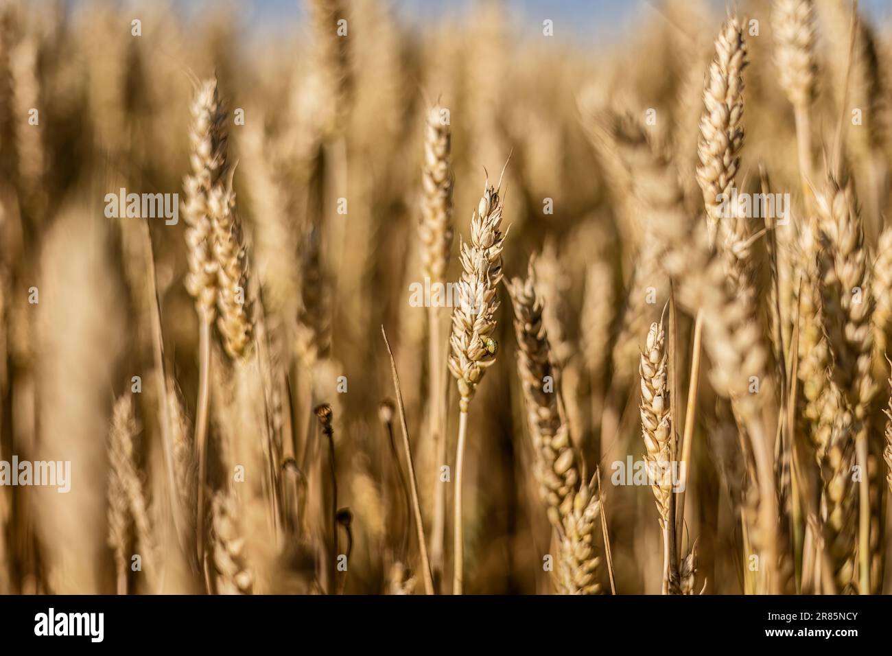 Ein fesselndes Makrofoto, das die Schönheit einer reifen Gerstenspitze in  einem Sommerfeld einfängt Stockfotografie - Alamy