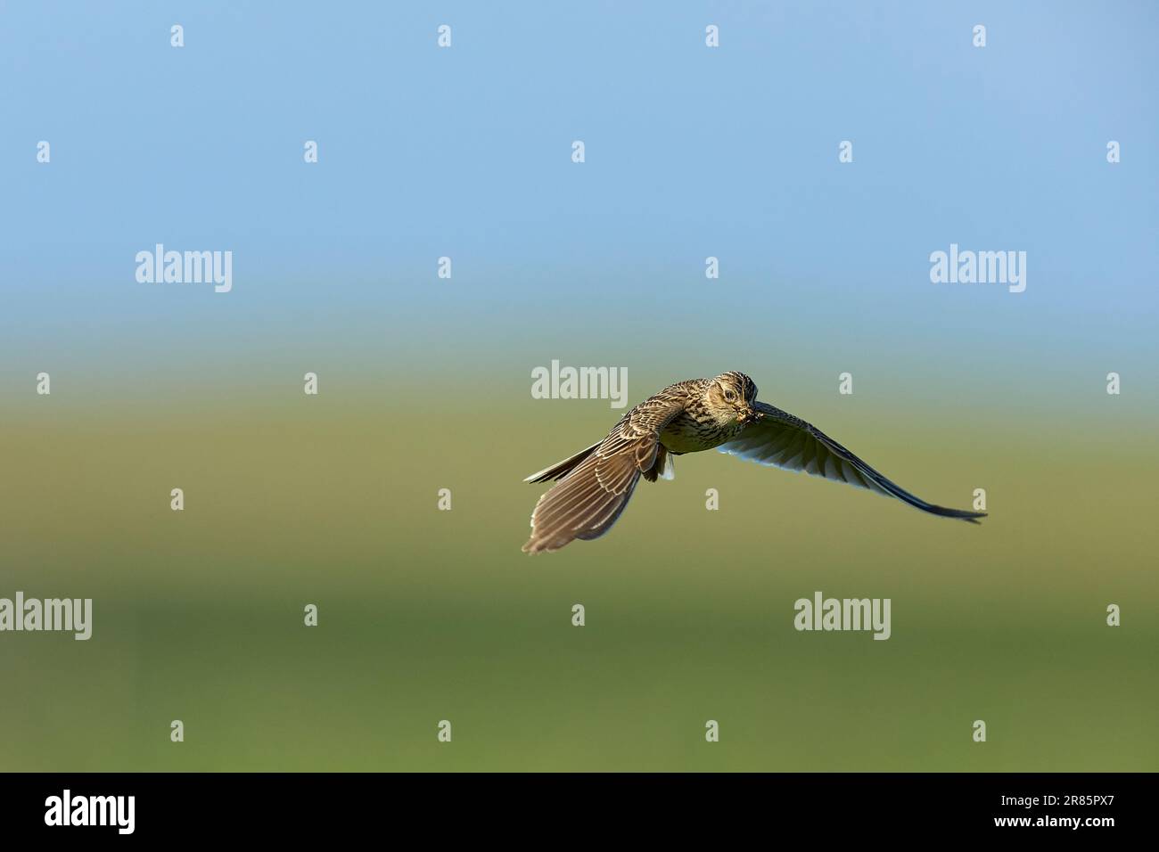 Skylark trägt Insekten, um Küken zu füttern Stockfoto