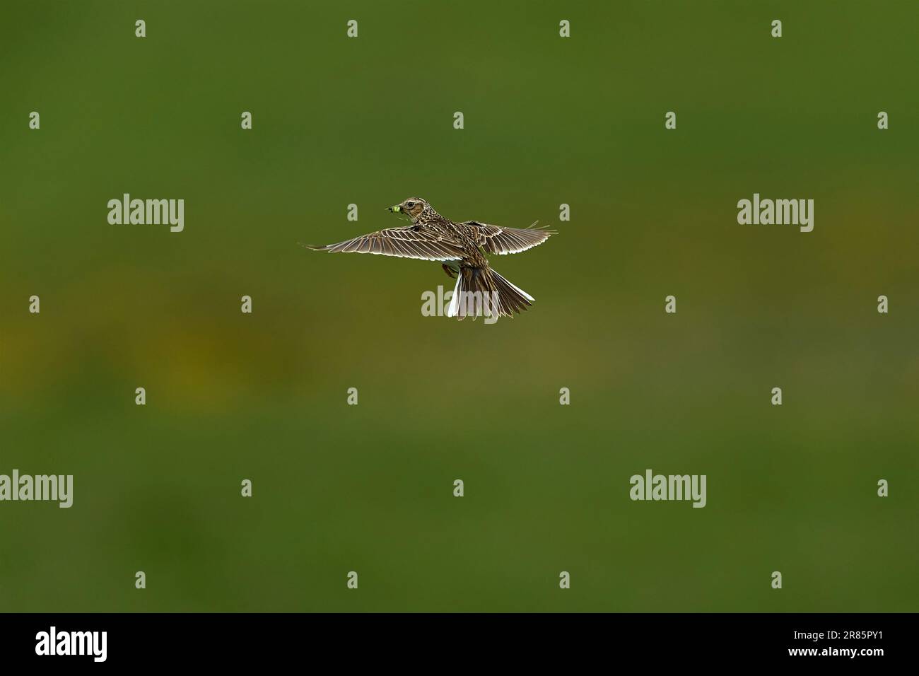 Skylark trägt Insekten, um Küken zu füttern Stockfoto