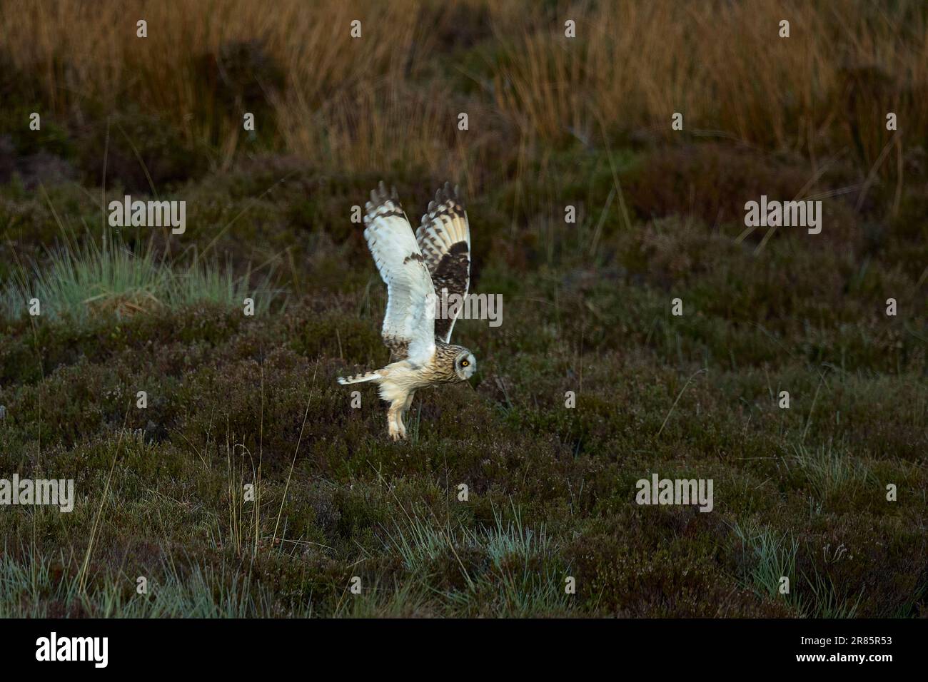 Kurzohr-Eule, die über das Moor fliegt Stockfoto
