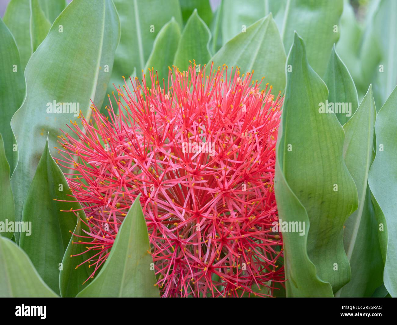 Der ungewöhnliche Blütenkopf der Blutlilie, Scadoxus multiflorus, eingebettet zwischen seinen üppigen grünen Blättern. Stockfoto
