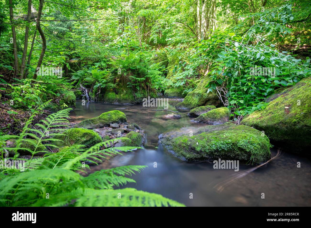 Ein ruhiger Fluss mit moosbedeckten Felsen, umgeben von grünen Bäumen. Bad Gottleuba, Deutschland. Stockfoto