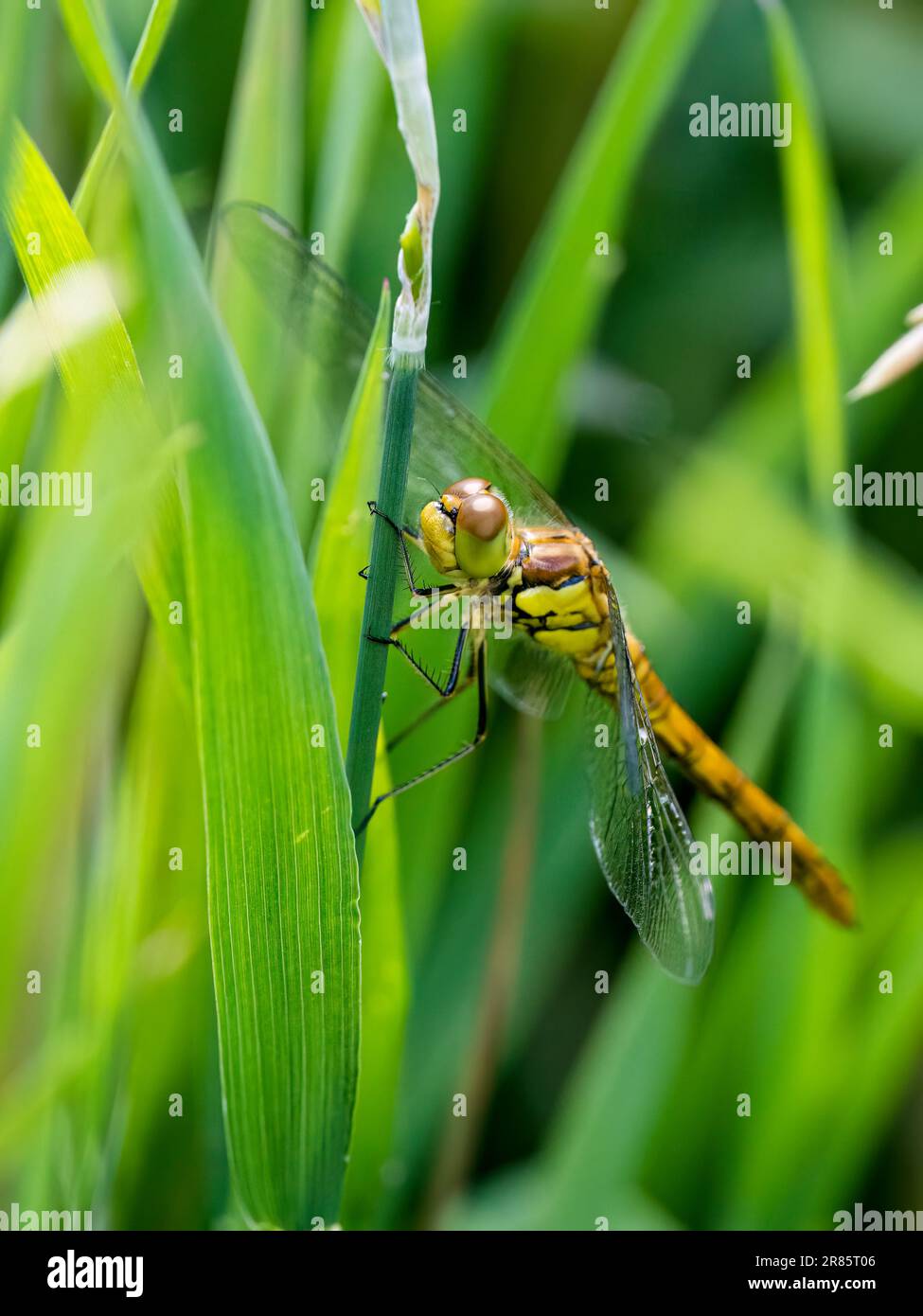 Eine neu entstandene Libelle im Frühling in Mid Wales Stockfoto