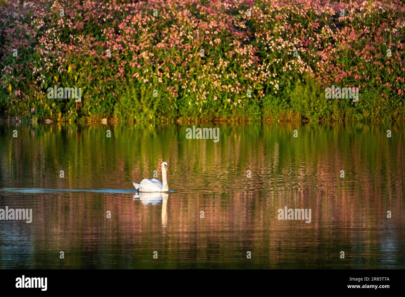 Ein Schwan, der in einem See in der Abendsonne schwimmt. Rosa Blüten von Himalaya-Balsam (Impatiens glandulifera) im Hintergrund. Deutschland. Stockfoto