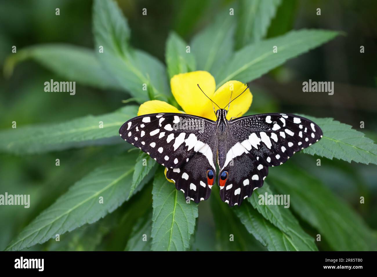 Der wunderschöne Zitrusschwanzschwanz oder der Weihnachtsschwalbenschwanz (Papilio demodocus) ruht auf einer gelben Blume. Horizontal. Stockfoto