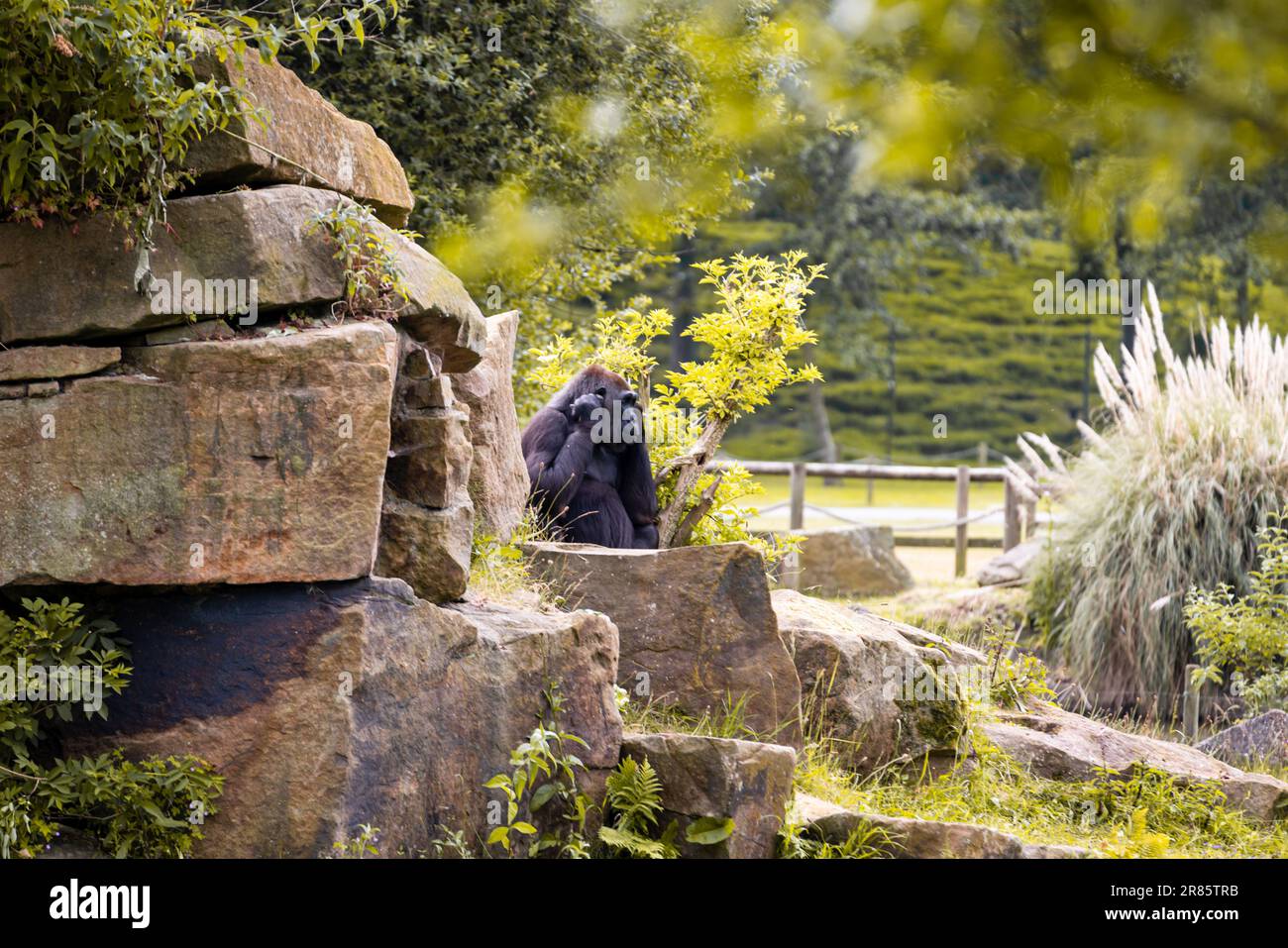 Gorillas im Zoo von blackpool Stockfoto