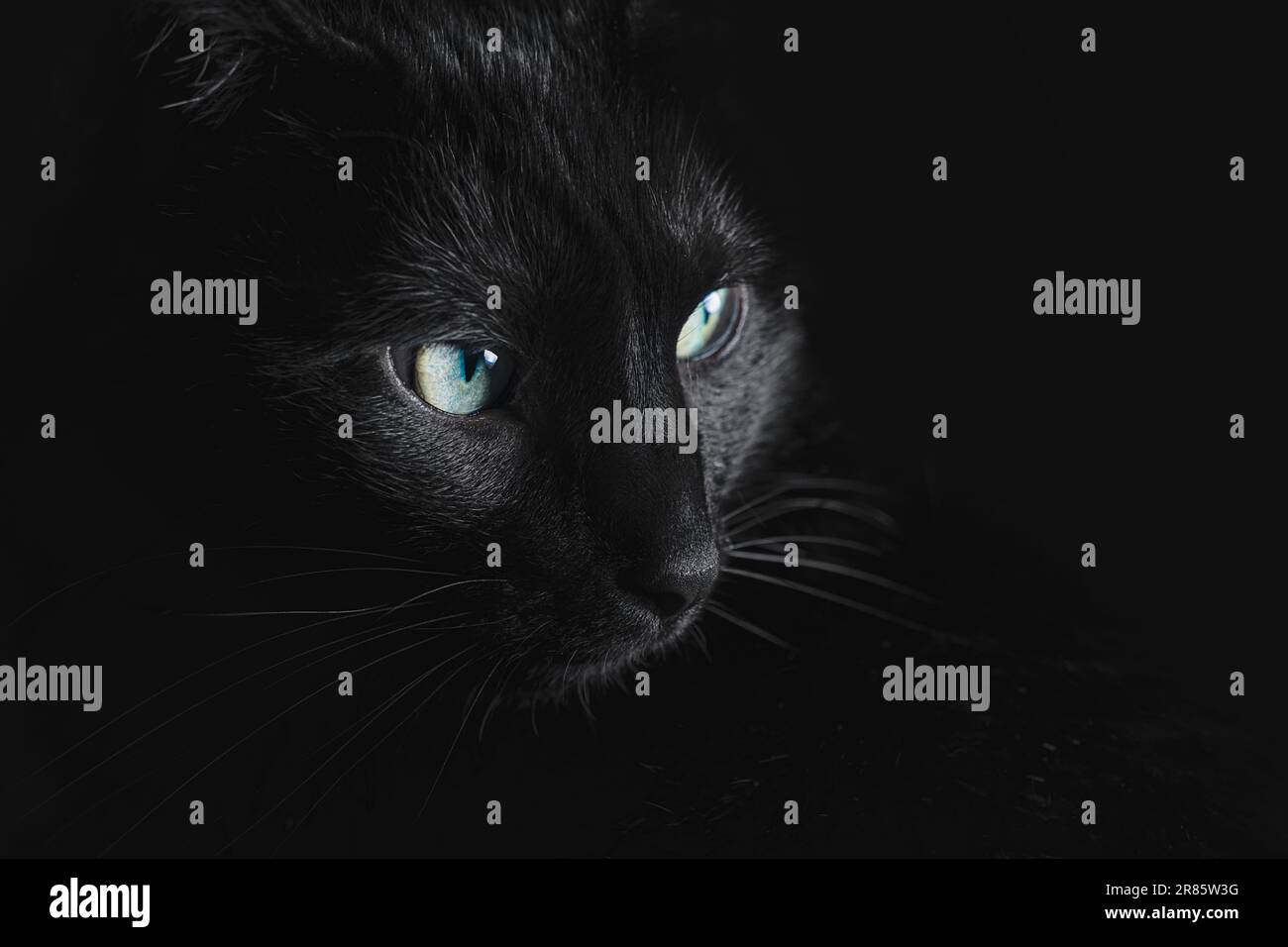 Schwarze Katze, die für ein Porträt posiert Stockfoto