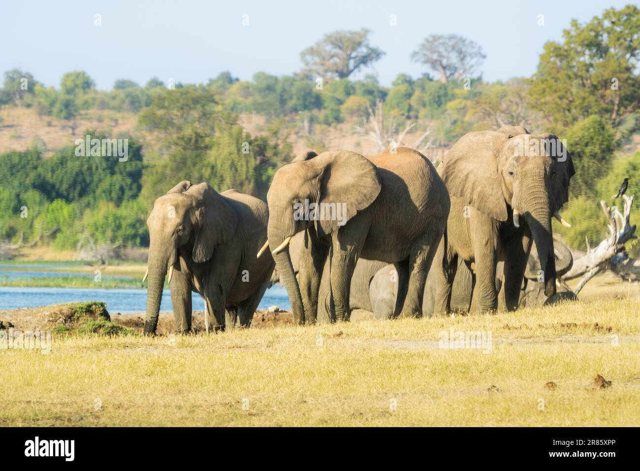 Elefant Heard (Loxodontra africana) trinkt Wasser am Chobe River. Chobe-Nationalpark, Botsuana, Afrika Stockfoto