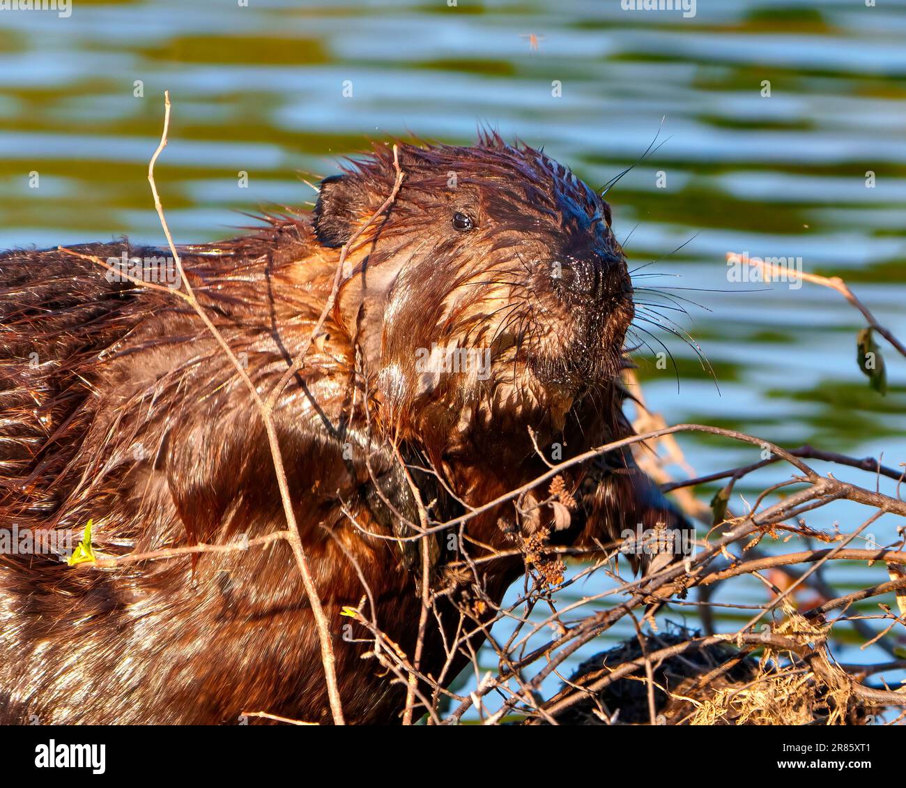 Biberkopf aus nächster Nähe Bau eines Biberdamms in einem Wasserstrom und genießt seine Umgebung und Umgebung. Stockfoto