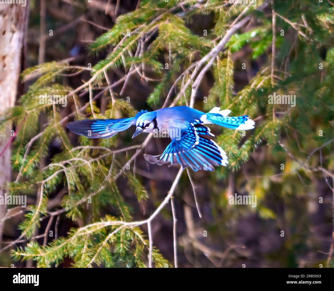 Blue Jay fliegt mit Spreizflügeln und zeigt blaues Federgefieder mit verwischtem Waldhintergrund in seiner Umgebung und seinem Lebensraum. Jay Porträt. Stockfoto