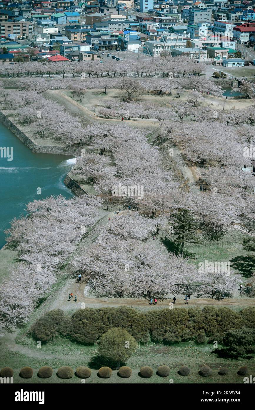 Hakodate, Japan - 27. April 2023. Kirschblüten in voller Blüte im Goryokaku Castle in Hakodate, Japan. Blick vom Observatorium des Goryokaku Turms. Stockfoto