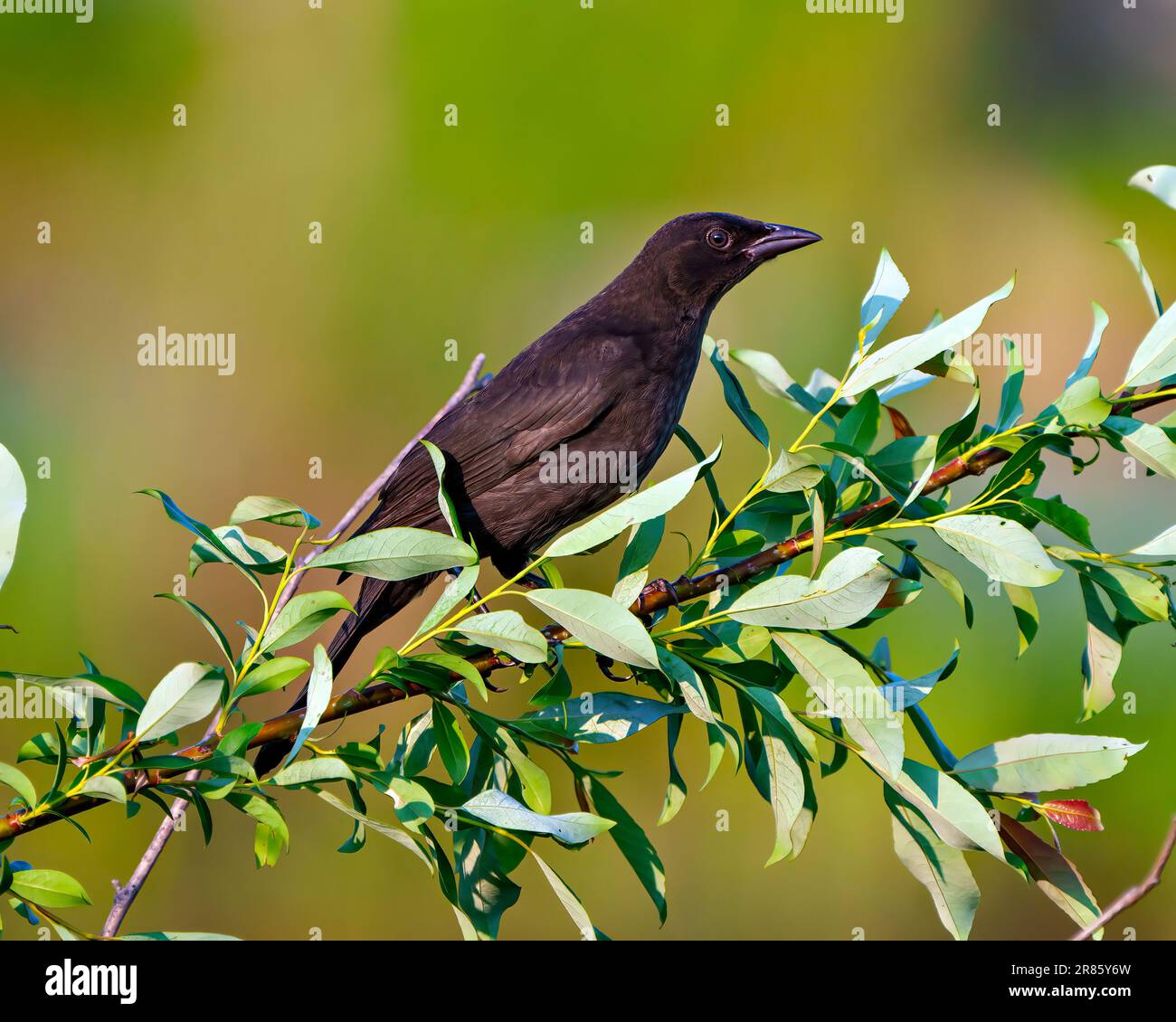 Brewer Blackbird aus nächster Nähe, hoch oben auf einem Blattzweig mit farbenfrohem Hintergrund in seiner Umgebung und Umgebung. Stockfoto