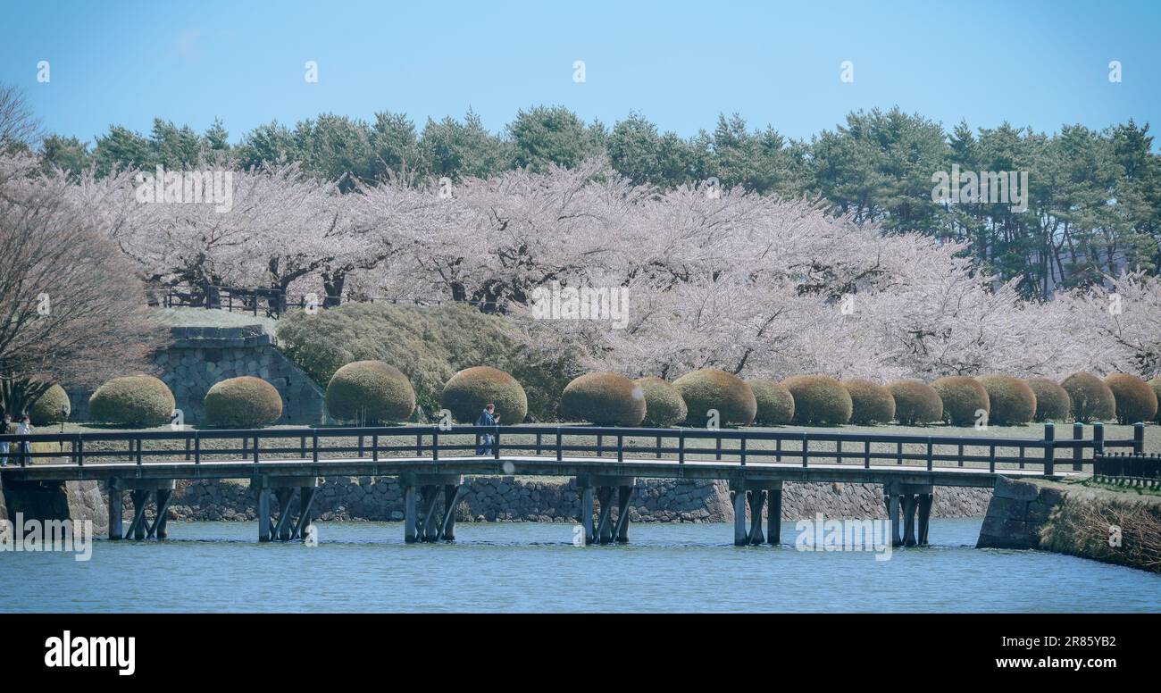 Hakodate, Japan - 27. April 2023. Kirschblüten in voller Blüte im Goryokaku Castle in Hakodate, Hokkaido, Japan. Stockfoto