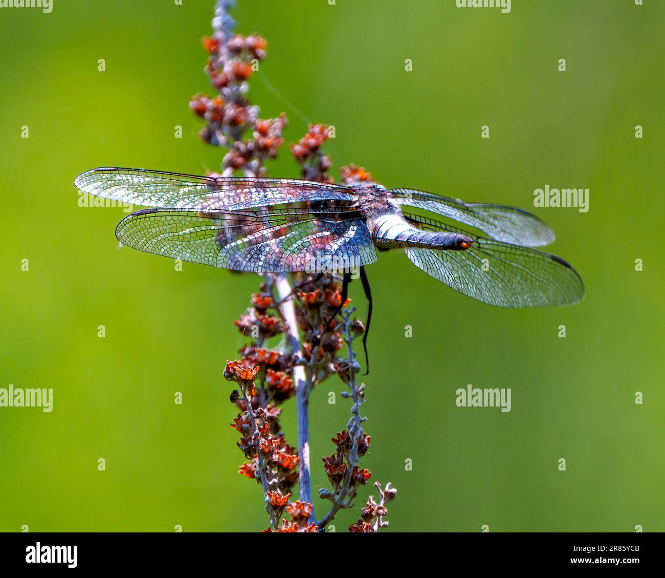 Gemeine Libelle mit ihren Flügeln, ruht auf einem Zweig mit grünem Hintergrund in ihrer Umgebung und Umgebung. Libelle Bild. Stockfoto