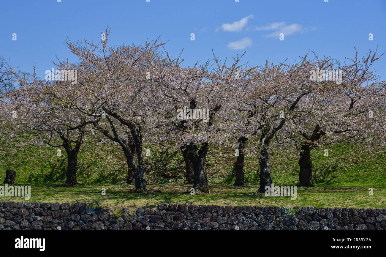 Kirschblüten in voller Blüte im Goryokaku Park in Hakodate, Hokkaido, Japan. Stockfoto