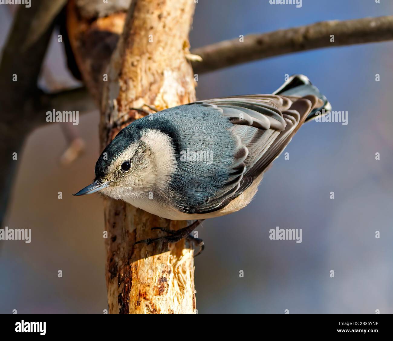 Weißer Nuthatch Rückblick hoch oben auf einem Ast mit einem verschwommenen blauen Hintergrund in seiner Umgebung und Umgebung. Porträt Mit Nacktmotiv. Stockfoto