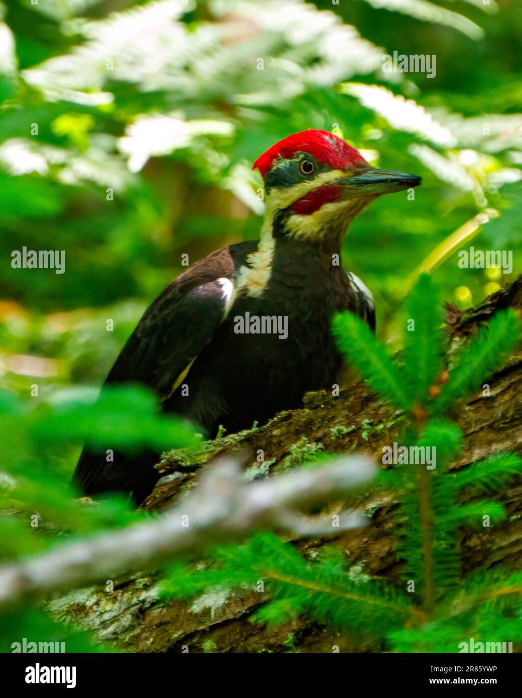 Pileated Woodpecker aus nächster Nähe, hoch oben auf einem Baumstamm mit verwaschenem Waldhintergrund in seiner Umgebung und Umgebung. Holzspecht-Bild Stockfoto