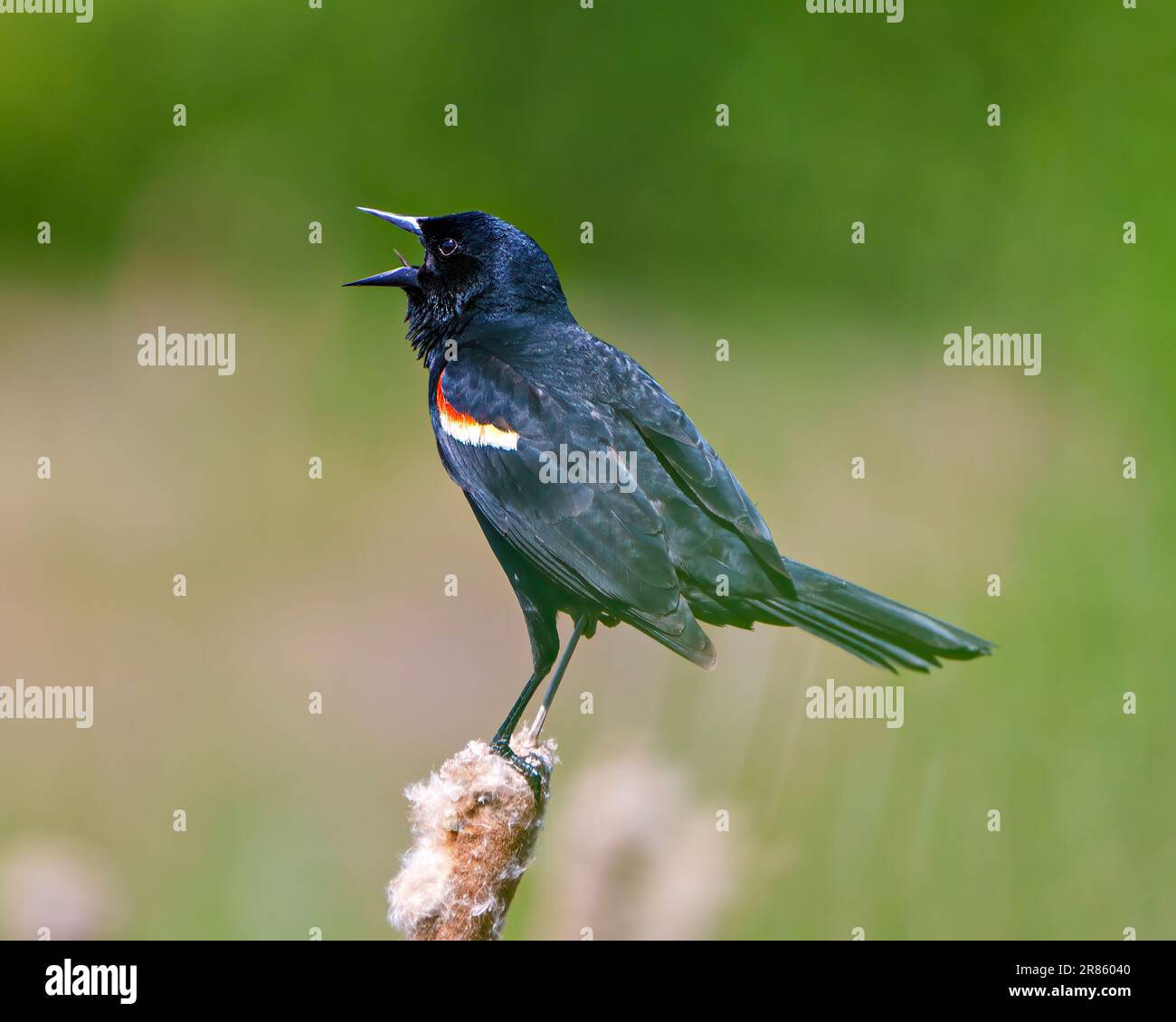 Red-Winged Blackbird, männliche Nahaufnahme, hoch oben auf einer Kattelpflanze mit unscharfem grünen Hintergrund in seiner Umgebung und Umgebung. Stockfoto