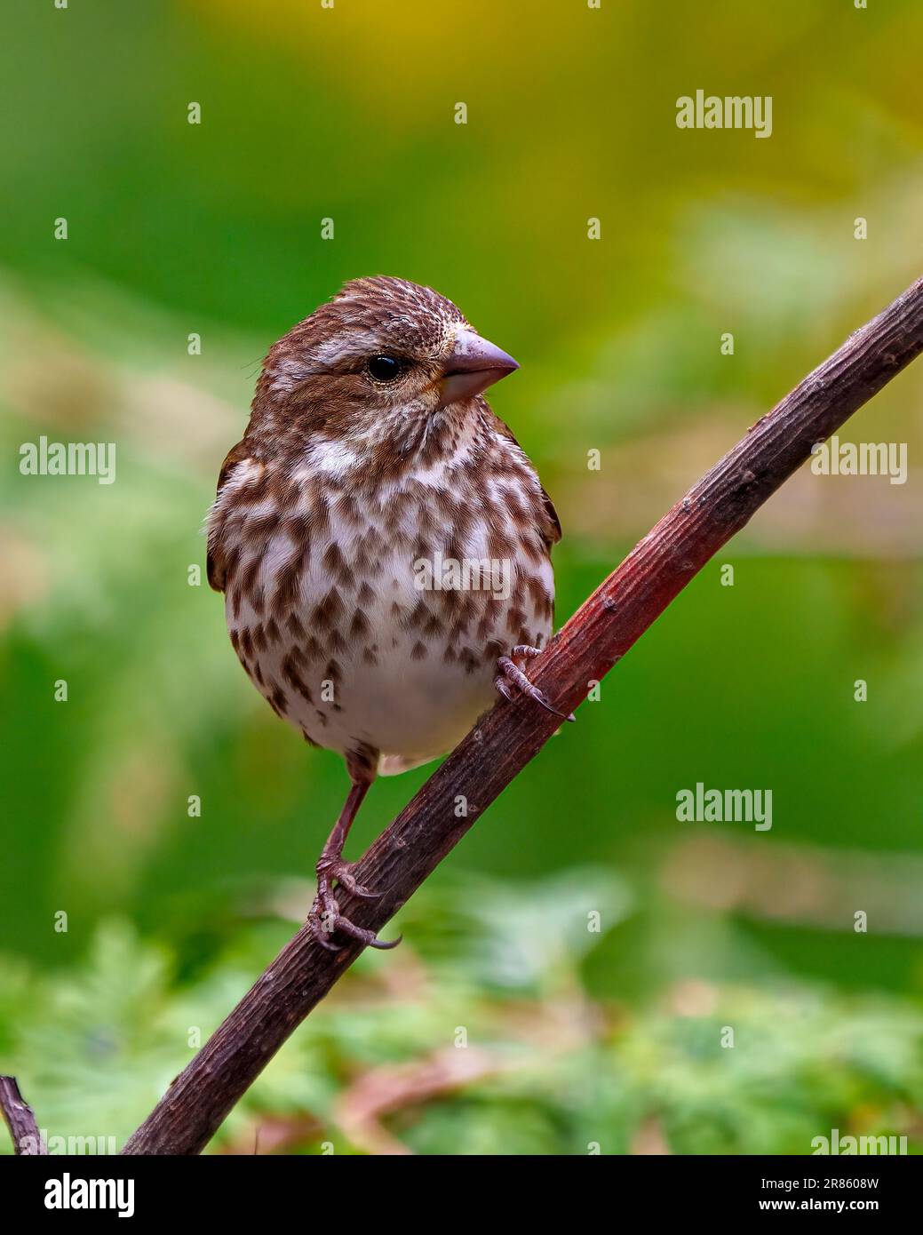 Song Sparrow aus nächster Nähe auf einem Ast mit grünem, verschwommenem Hintergrund in seiner Umgebung und Umgebung, mit braunen Federn. Stockfoto